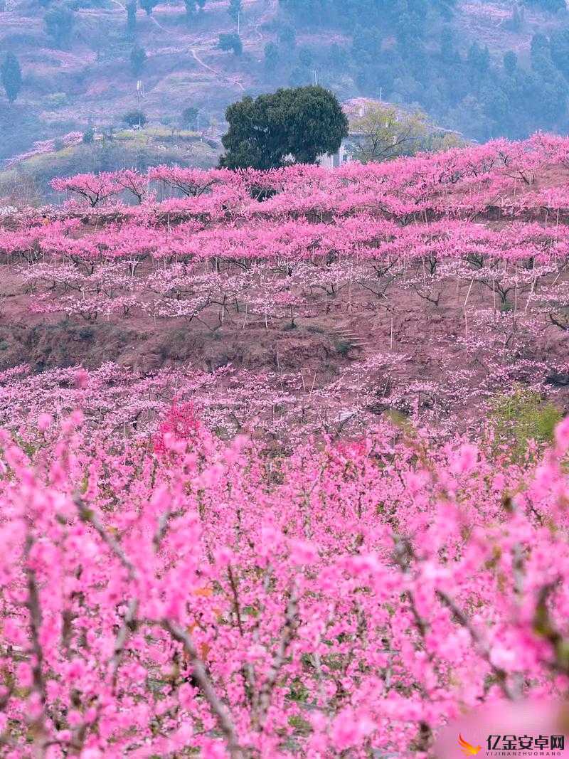 国色天香桃花朵朵开：绽放绚丽多彩的春日盛景