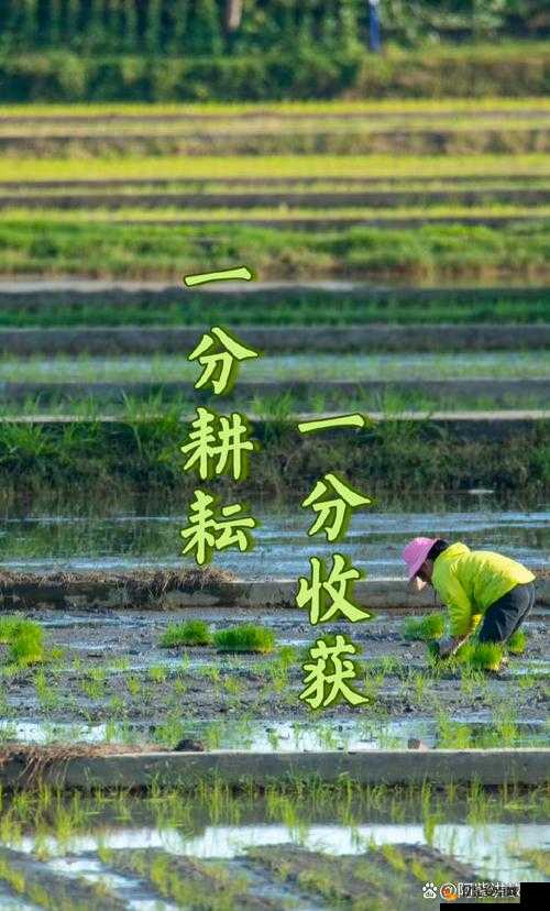 母亲荒废的田：儿子用汗水耕耘